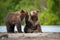 TheÂ KamchatkaÂ brownÂ bear, Ursus arctos